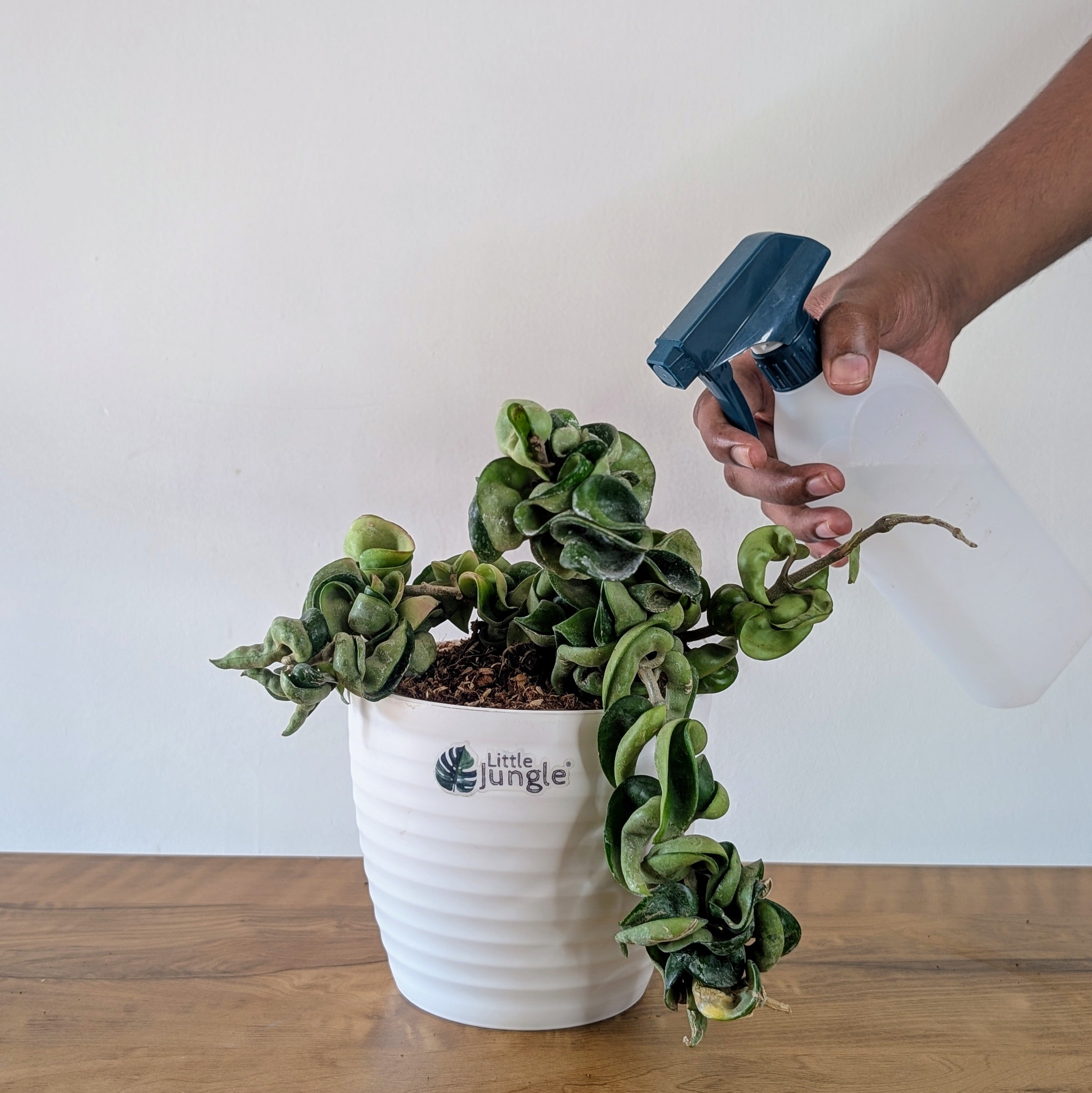 Hoya Hindu Rope, with 5.5 inches white decor pot
