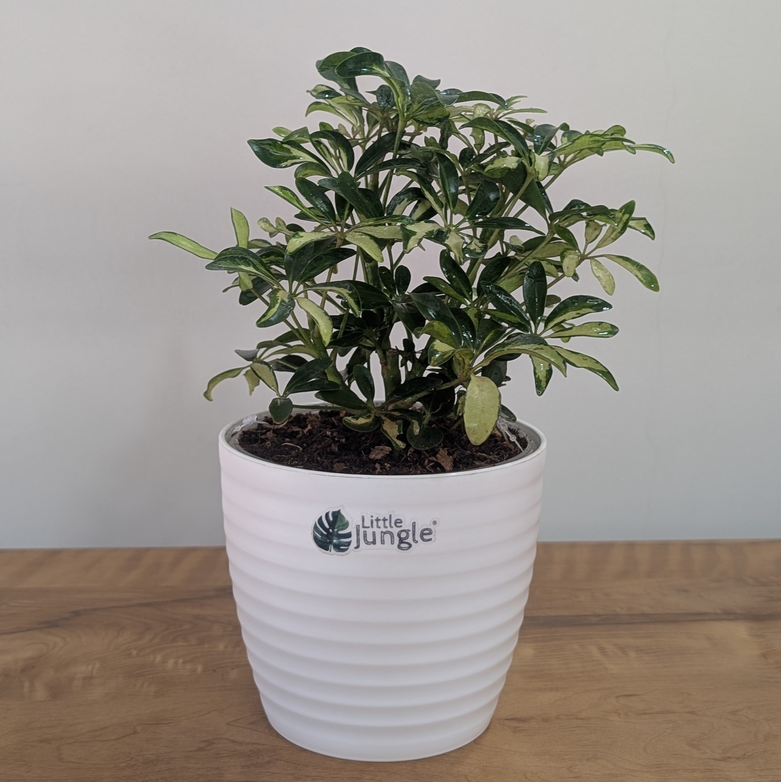 Schefflera miniature variegated, with 5.5 inches white decor pot