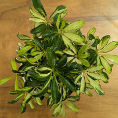 Schefflera miniature variegated, with 5.5 inches white decor pot