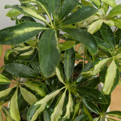 Schefflera miniature variegated, with 5.5 inches white decor pot