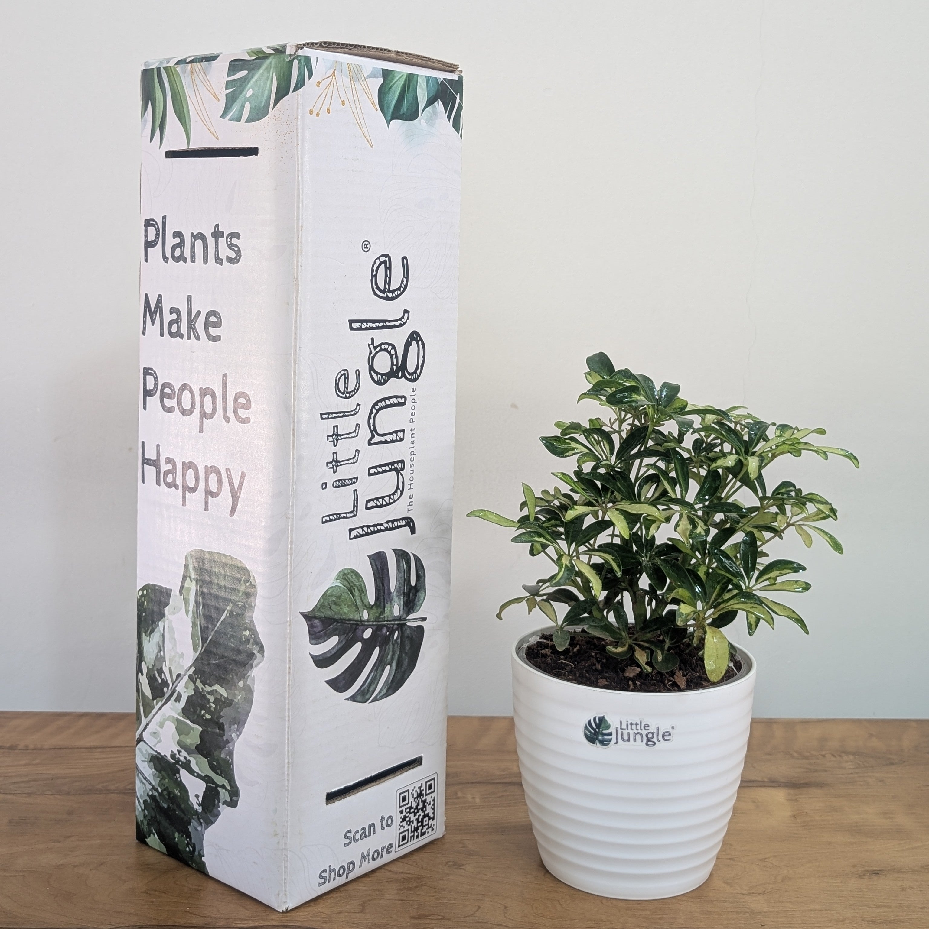 Schefflera miniature variegated, with 5.5 inches white decor pot