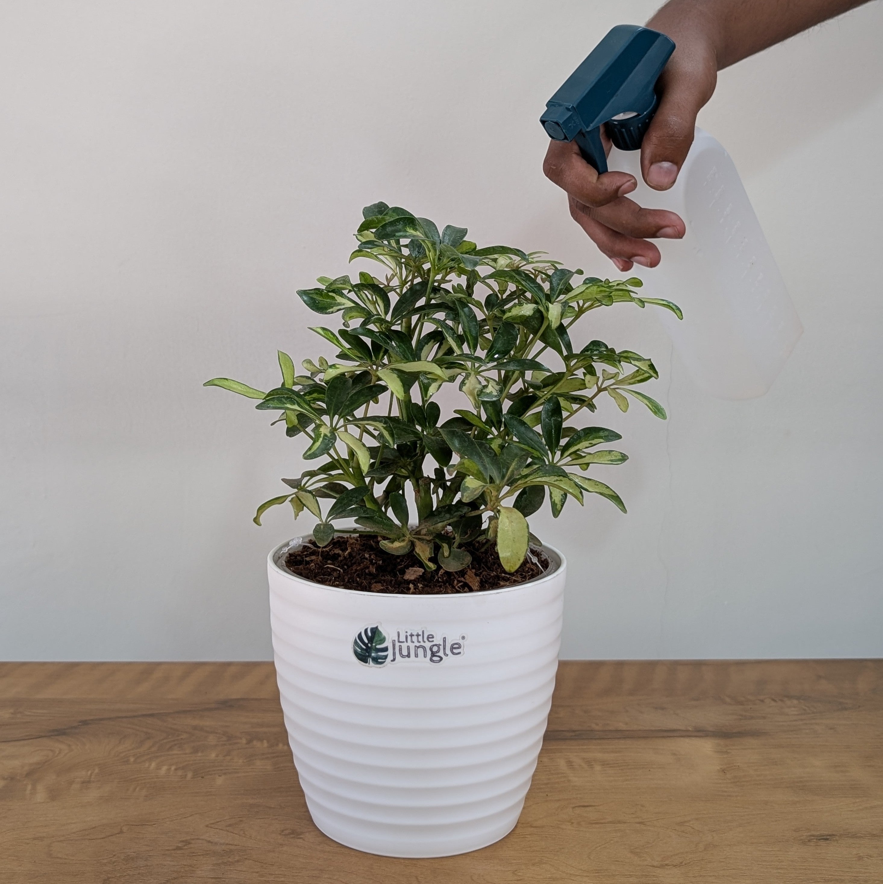 Schefflera miniature variegated, with 5.5 inches white decor pot