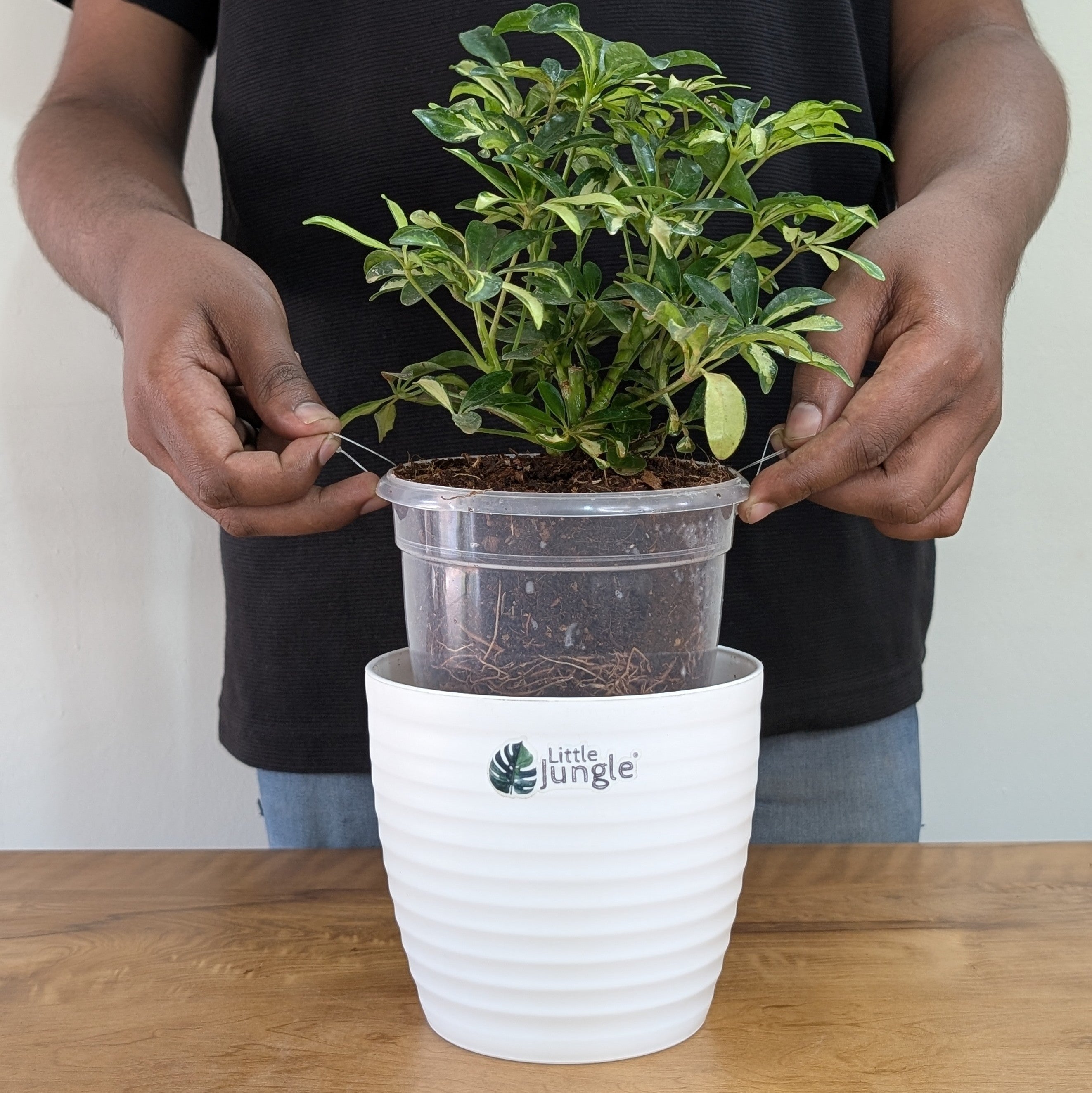 Schefflera miniature variegated, with 5.5 inches white decor pot
