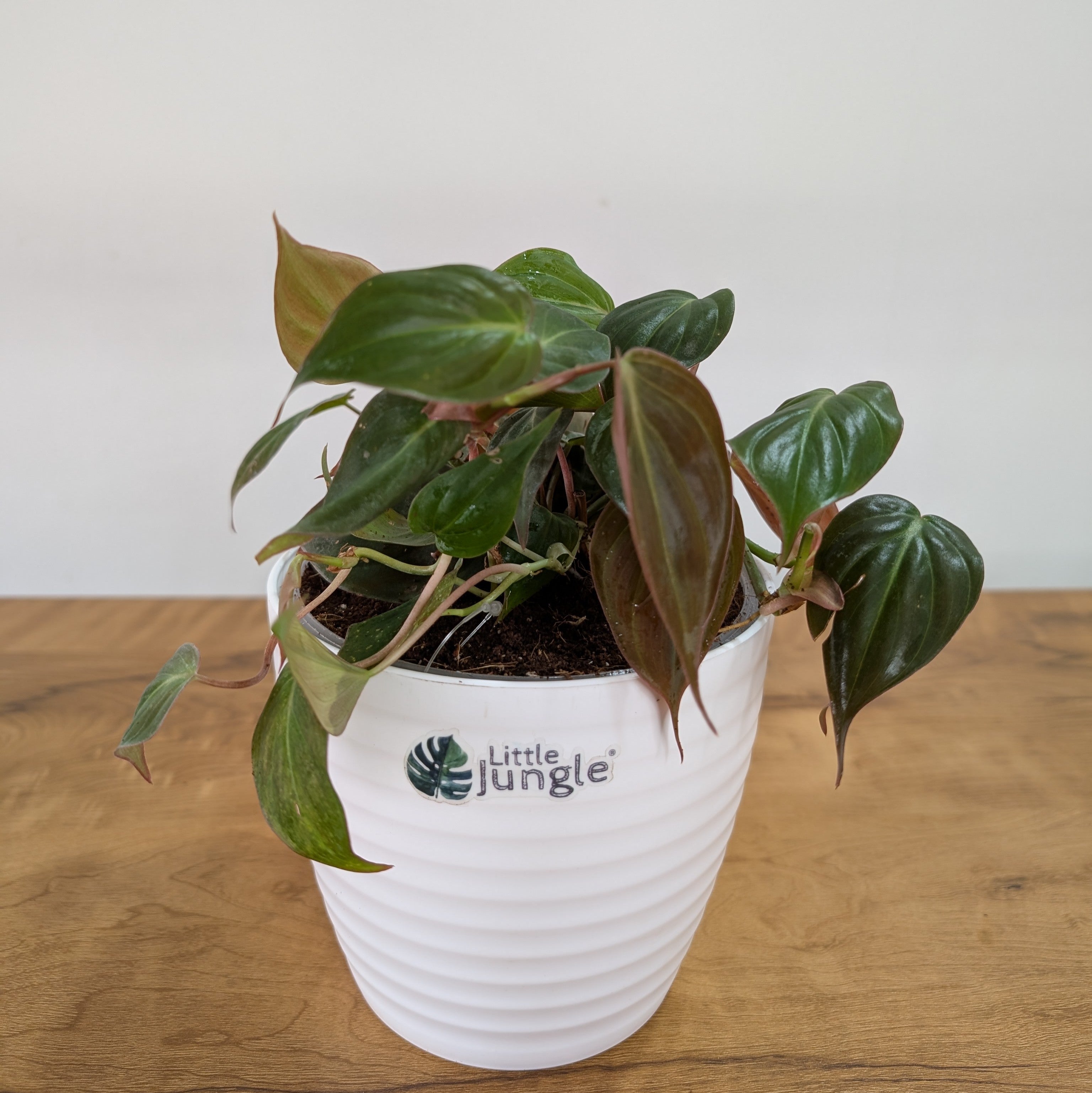 Philodendron Micans Velvet Leaf, with 5.5 inches white decor plant