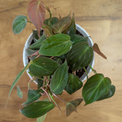 Philodendron Micans Velvet Leaf, with 5.5 inches white decor plant