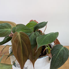 Philodendron Micans Velvet Leaf, with 5.5 inches white decor plant