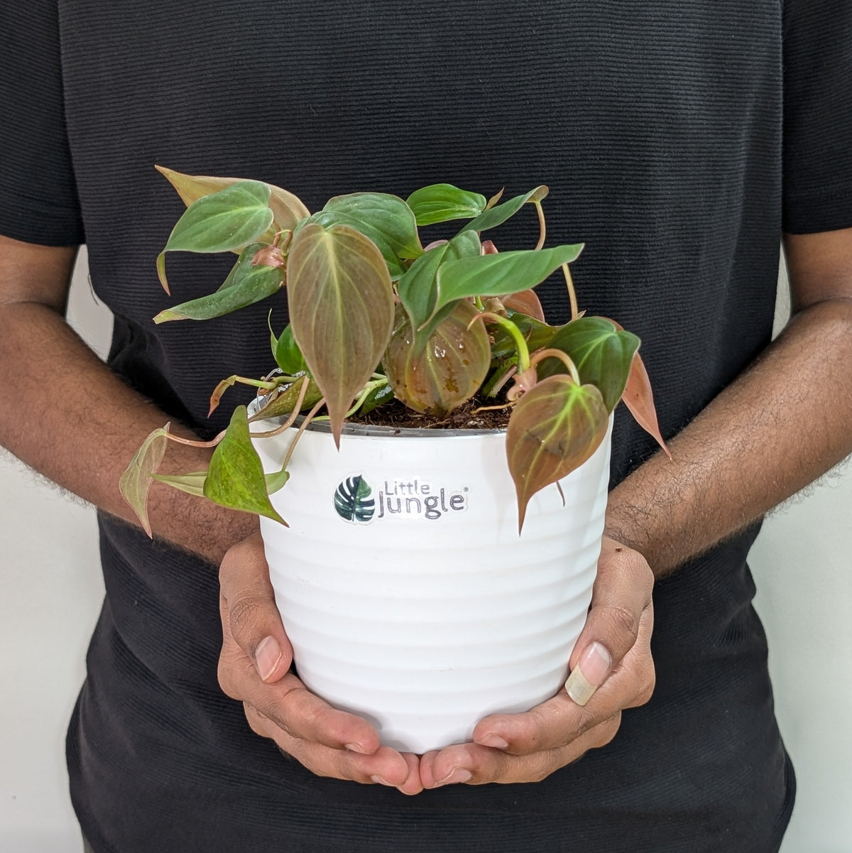 Philodendron Micans Velvet Leaf, with 5.5 inches white decor plant