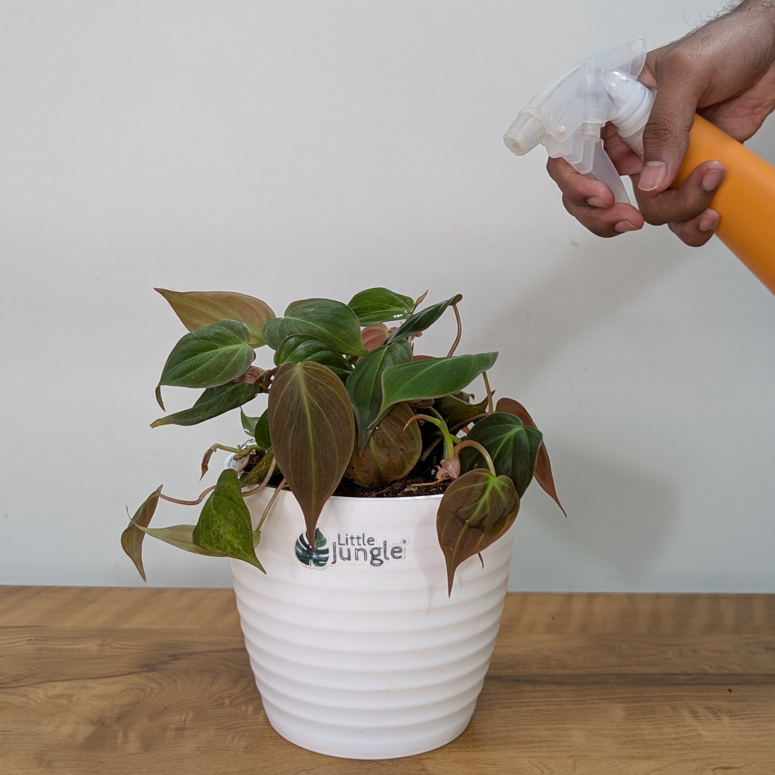 Philodendron Micans Velvet Leaf, with 5.5 inches white decor plant