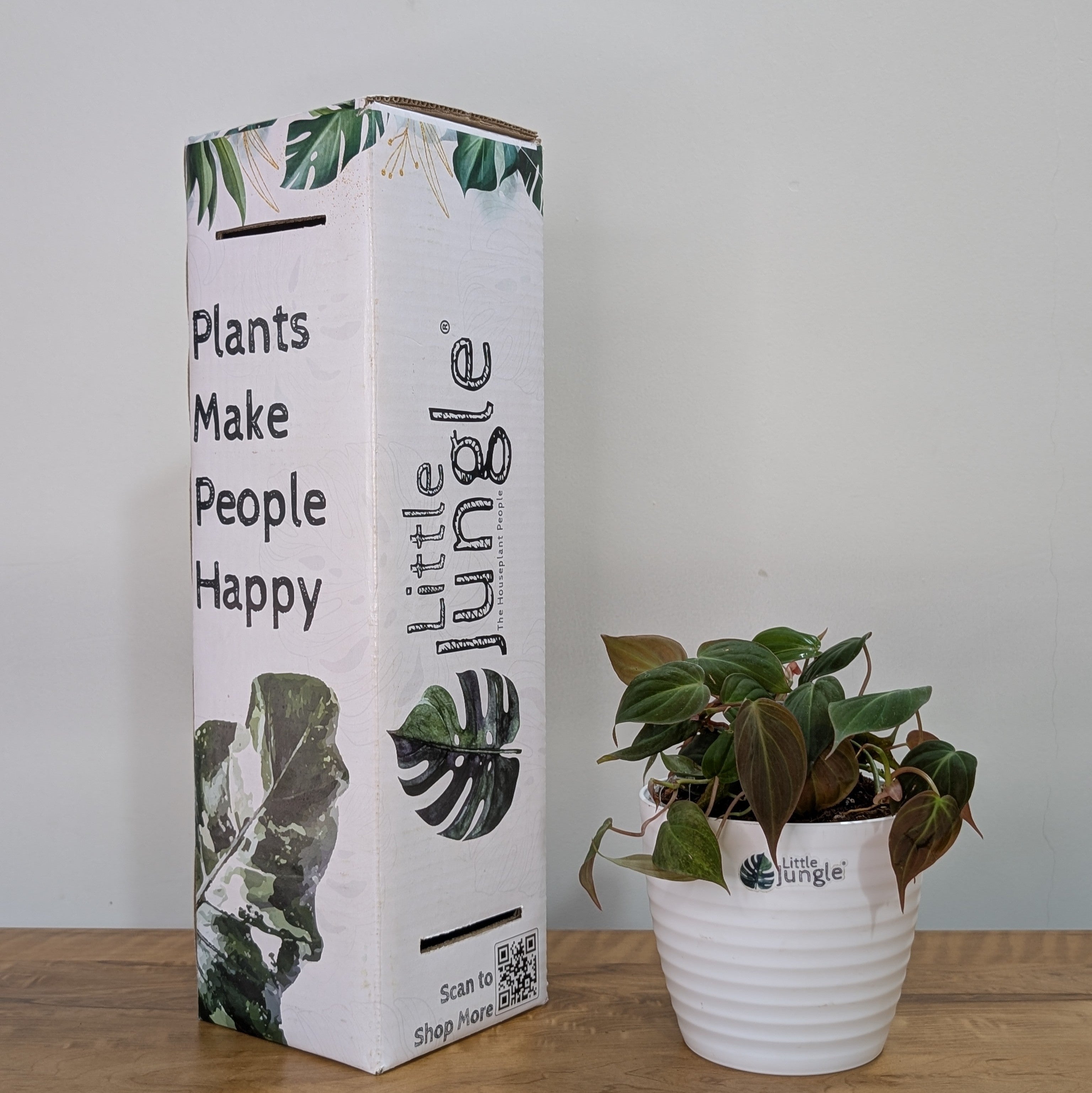 Philodendron Micans Velvet Leaf, with 5.5 inches white decor plant