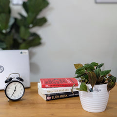 Philodendron Micans Velvet Leaf, with 5.5 inches white decor plant