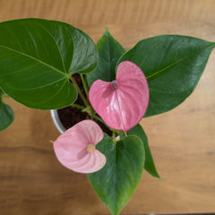 Anthurium Purple, with 5.5 inches white decor plant