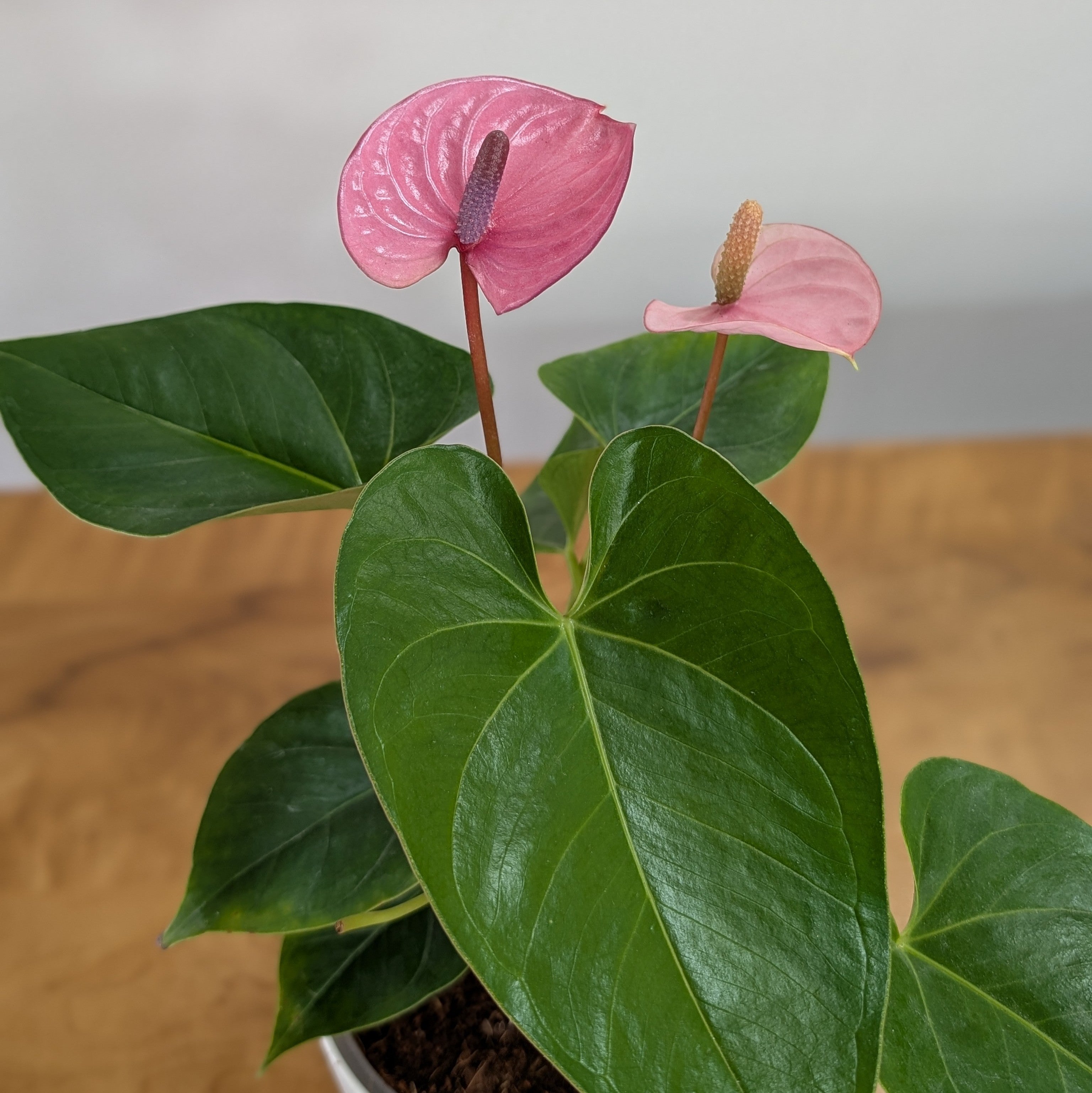 Anthurium Purple, with 5.5 inches white decor plant