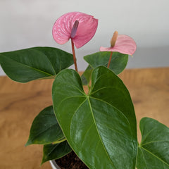 Anthurium Purple, with 5.5 inches white decor plant