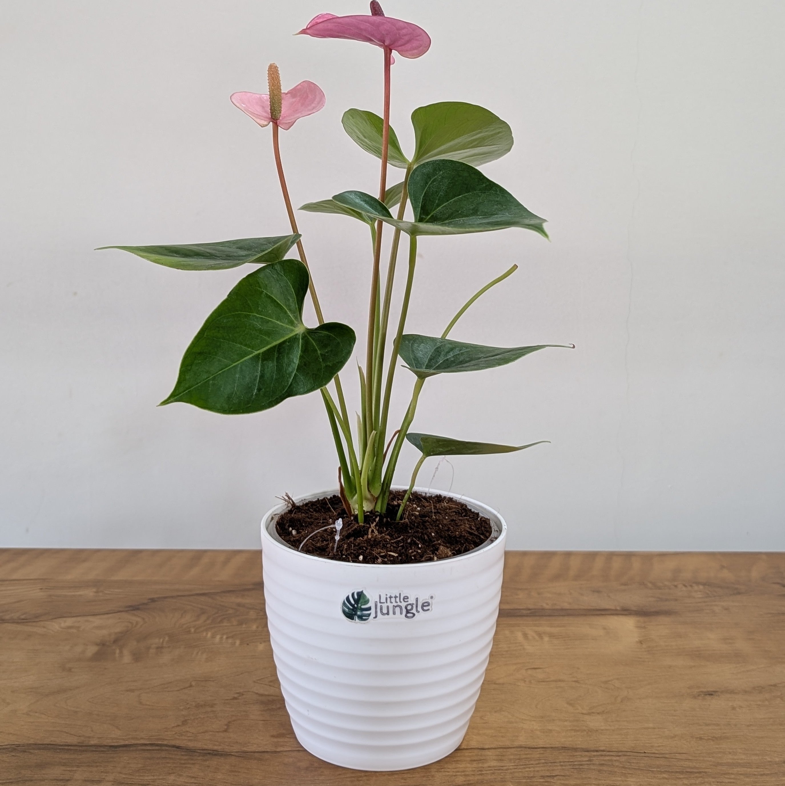 Anthurium Purple, with 5.5 inches white decor plant