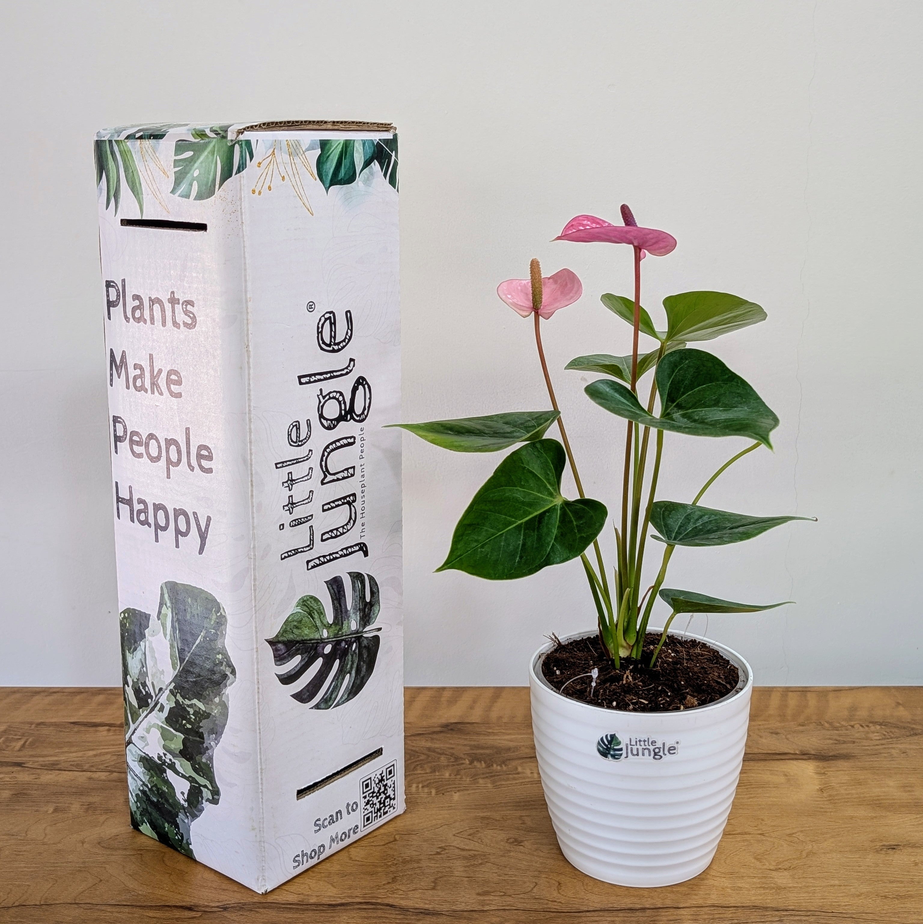 Anthurium Purple, with 5.5 inches white decor plant