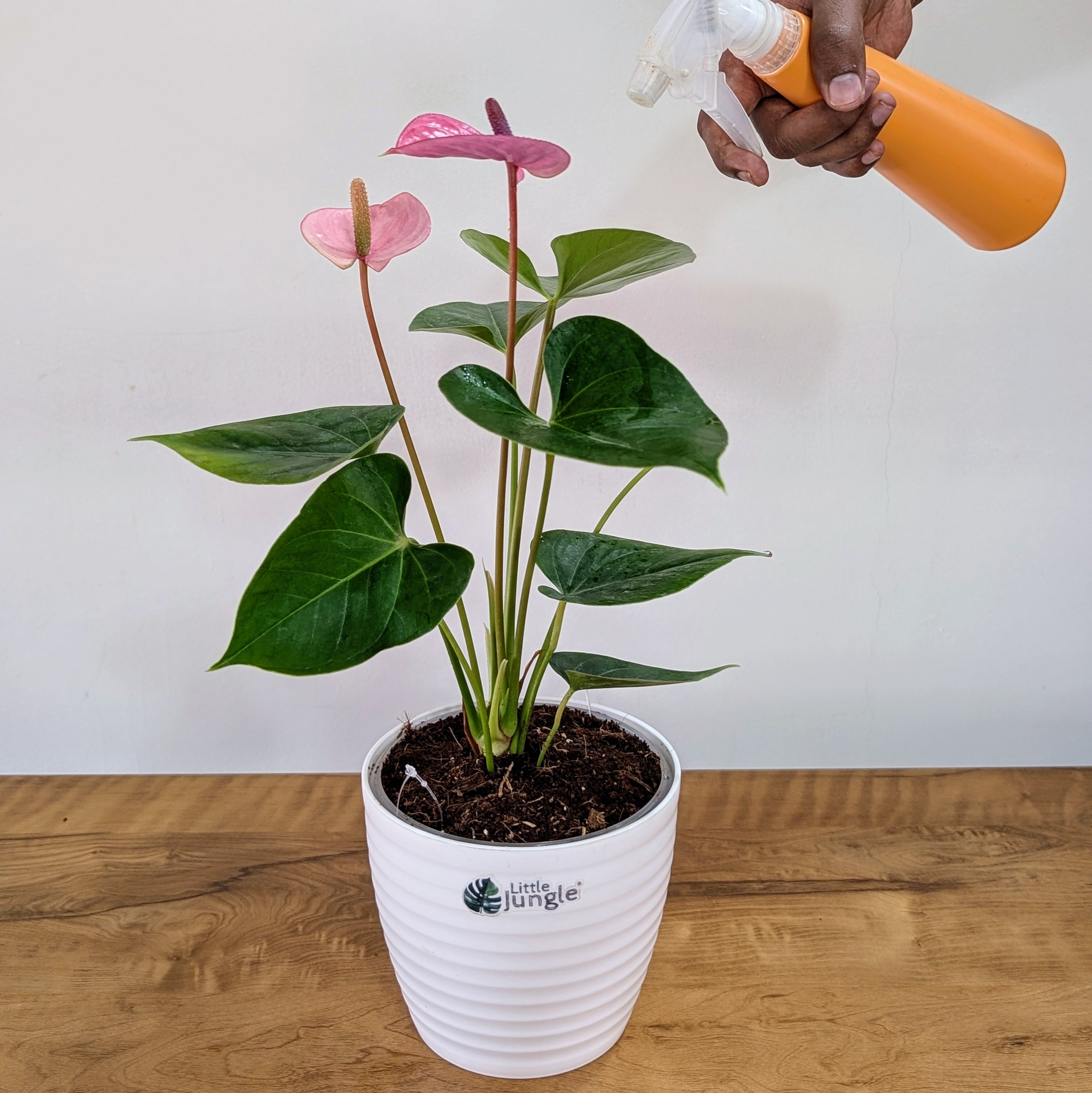 Anthurium Purple, with 5.5 inches white decor plant