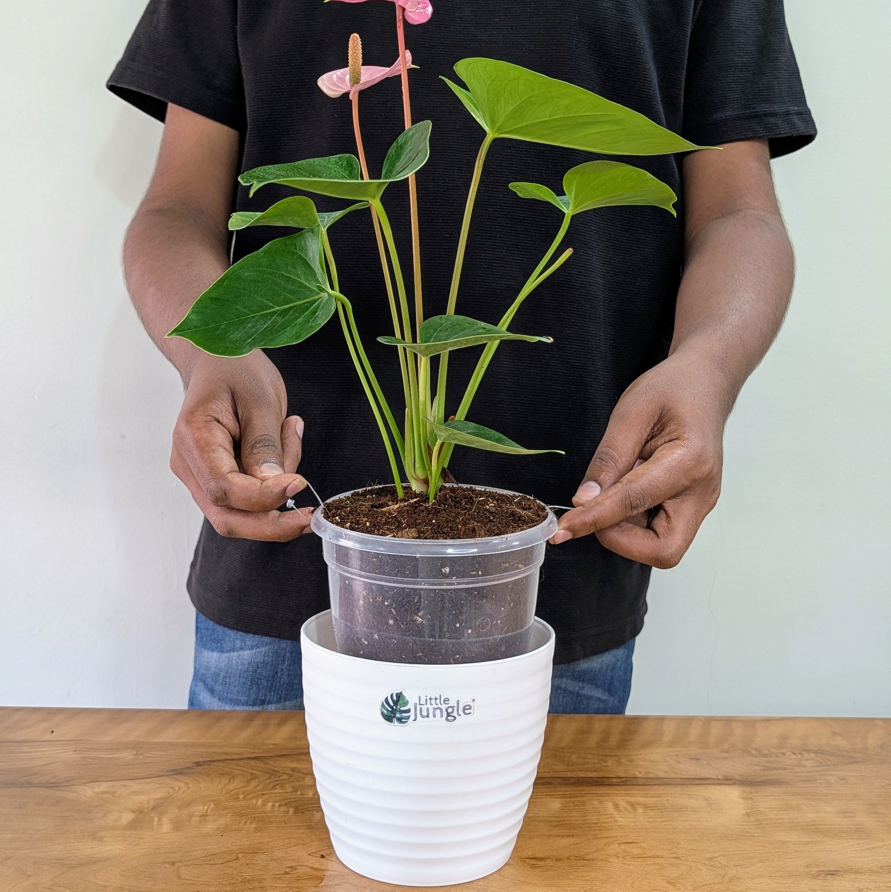 Anthurium Purple, with 5.5 inches white decor plant