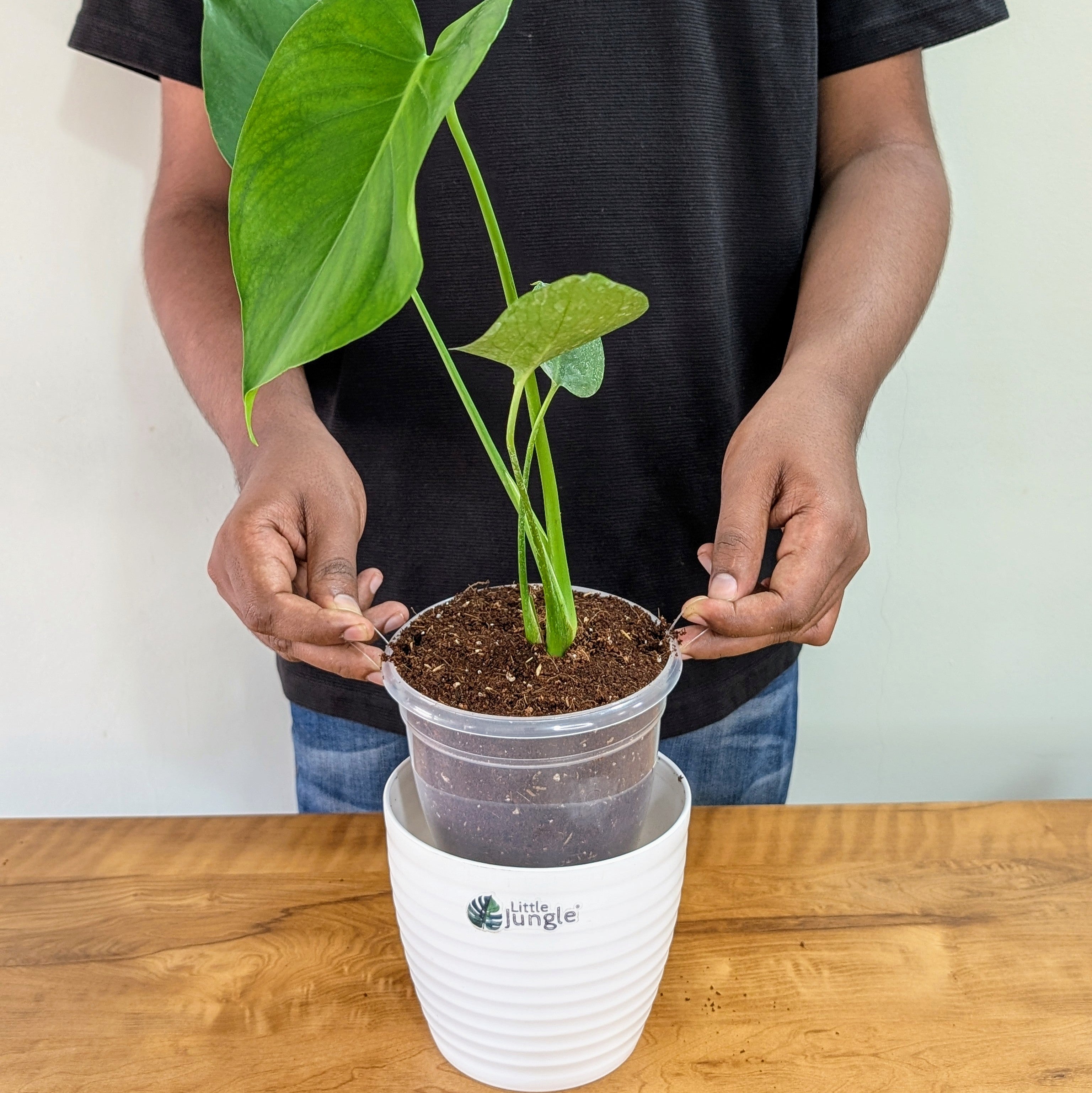 Monstera Deliciosa, with 5.5 inches white decor pot
