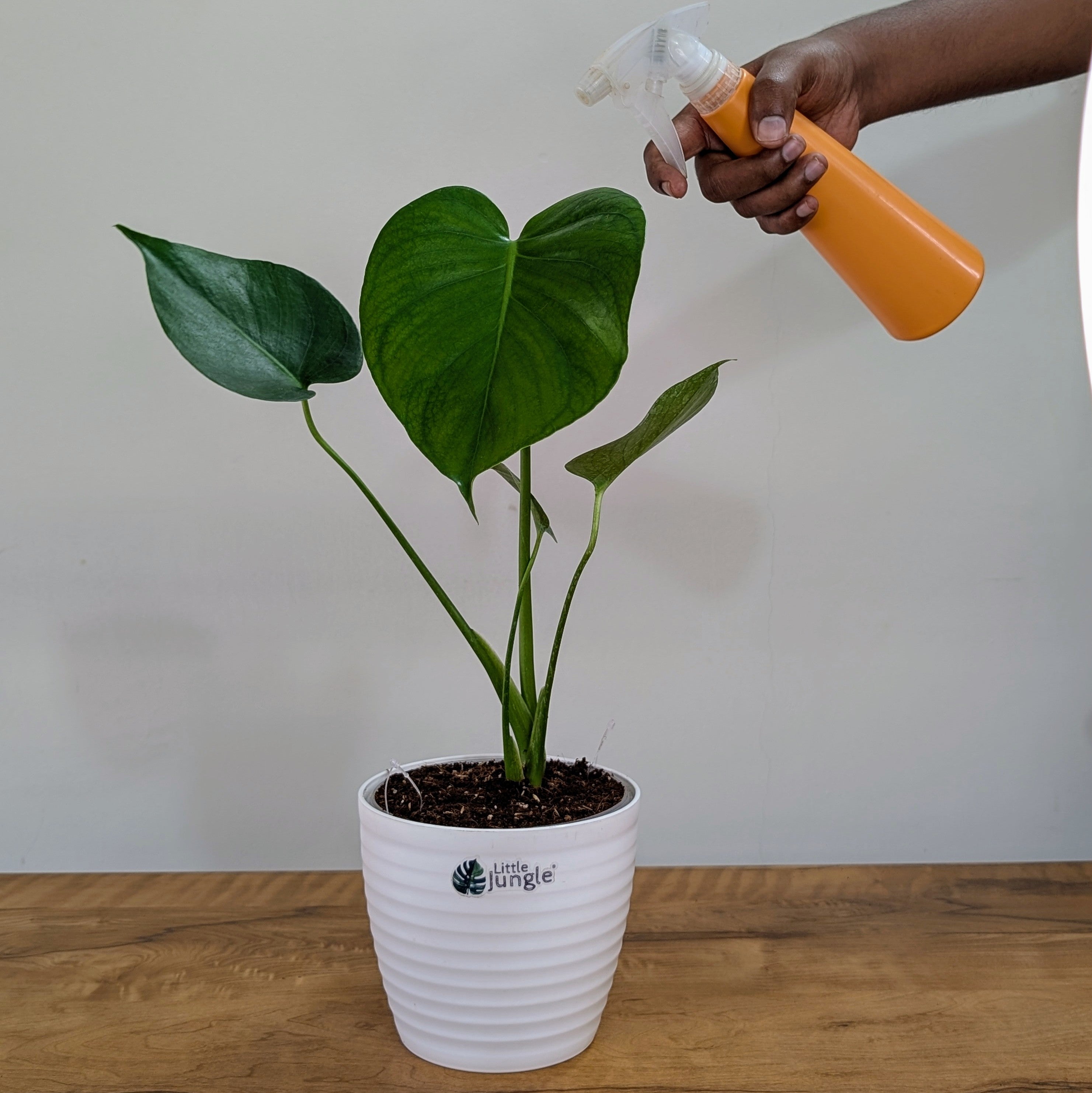 Monstera Deliciosa, with 5.5 inches white decor pot