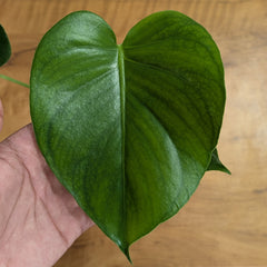 Monstera Deliciosa, with 5.5 inches white decor pot