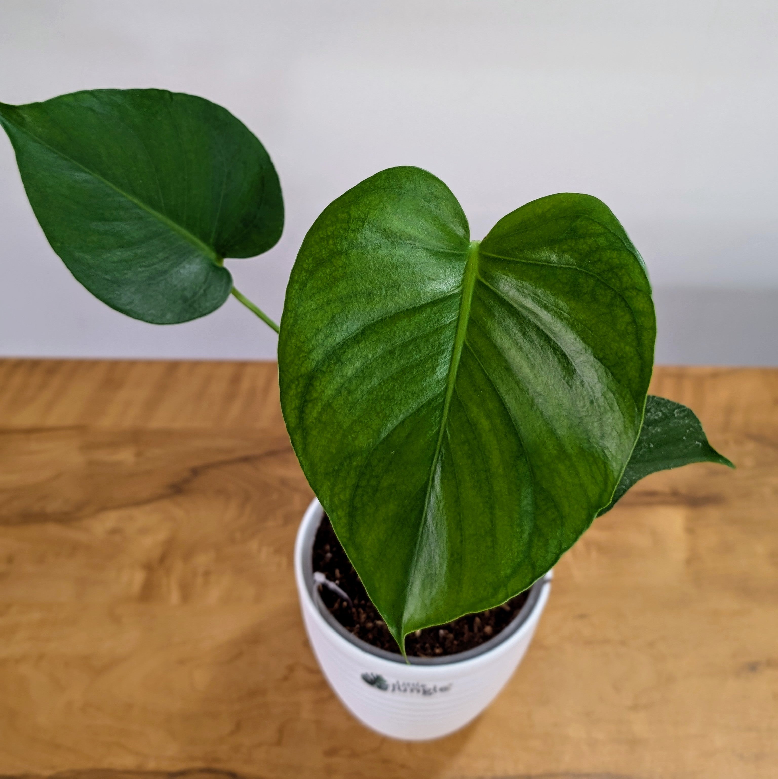 Monstera Deliciosa, with 5.5 inches white decor pot
