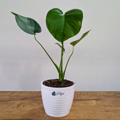 Monstera Deliciosa, with 5.5 inches white decor pot