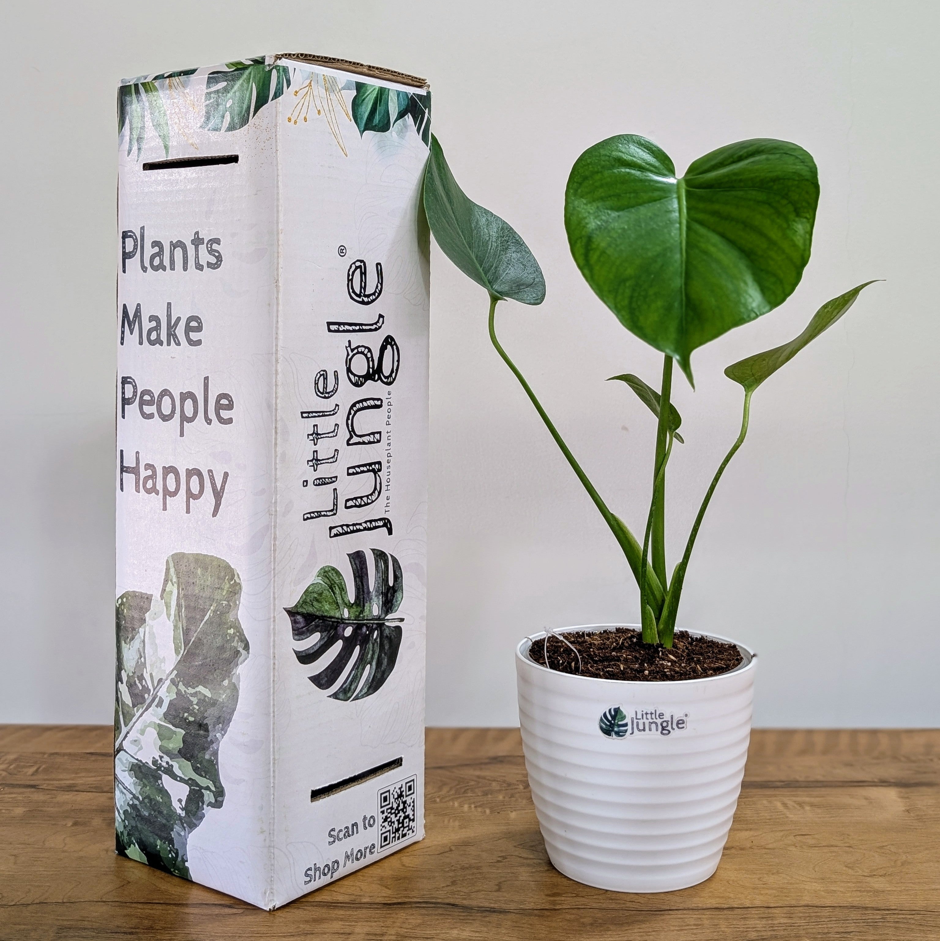 Monstera Deliciosa, with 5.5 inches white decor pot