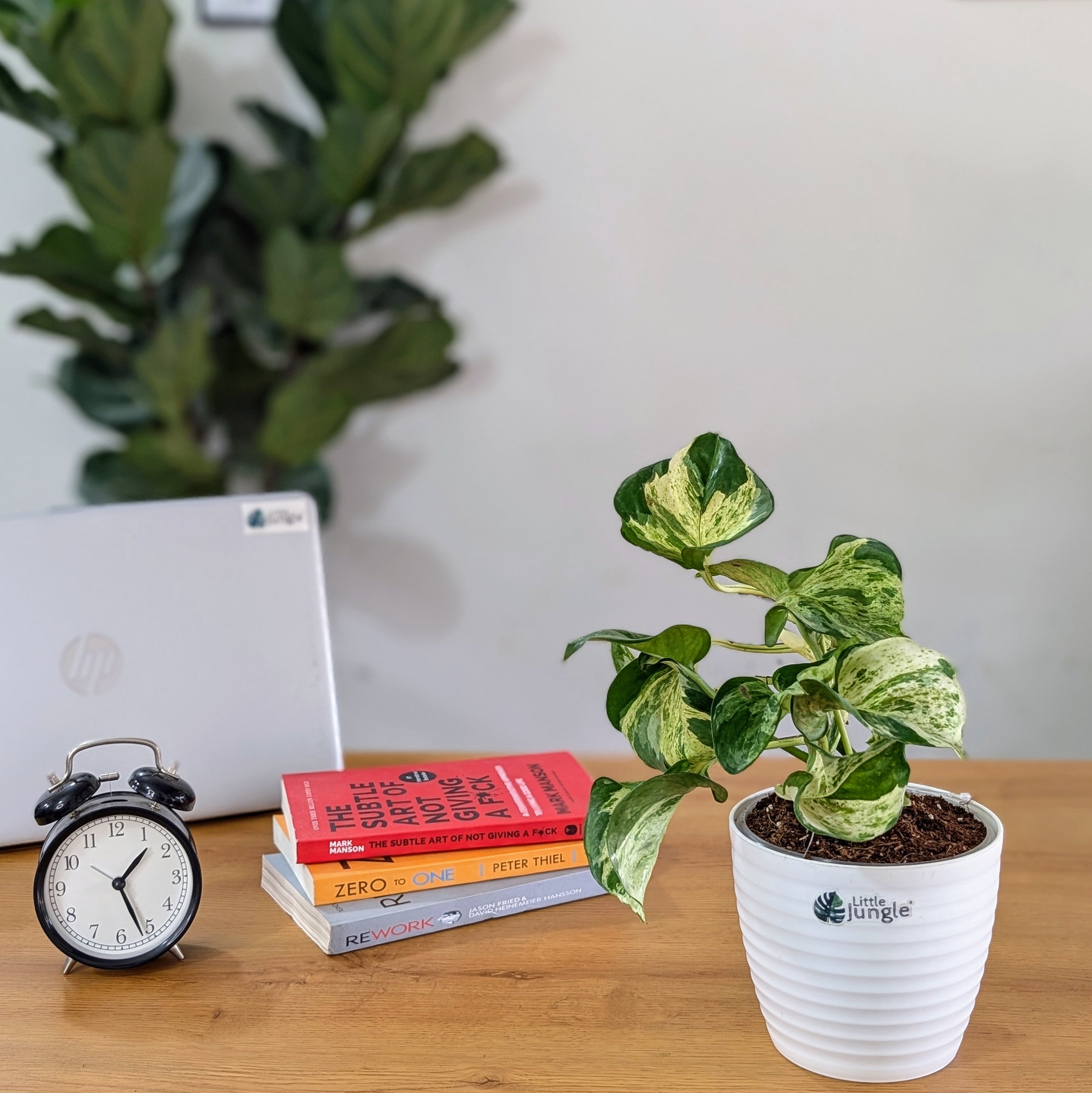 Manjula Pothos, with 5.5 inches white decor plant