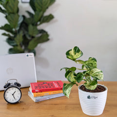 Manjula Pothos, with 5.5 inches white decor plant