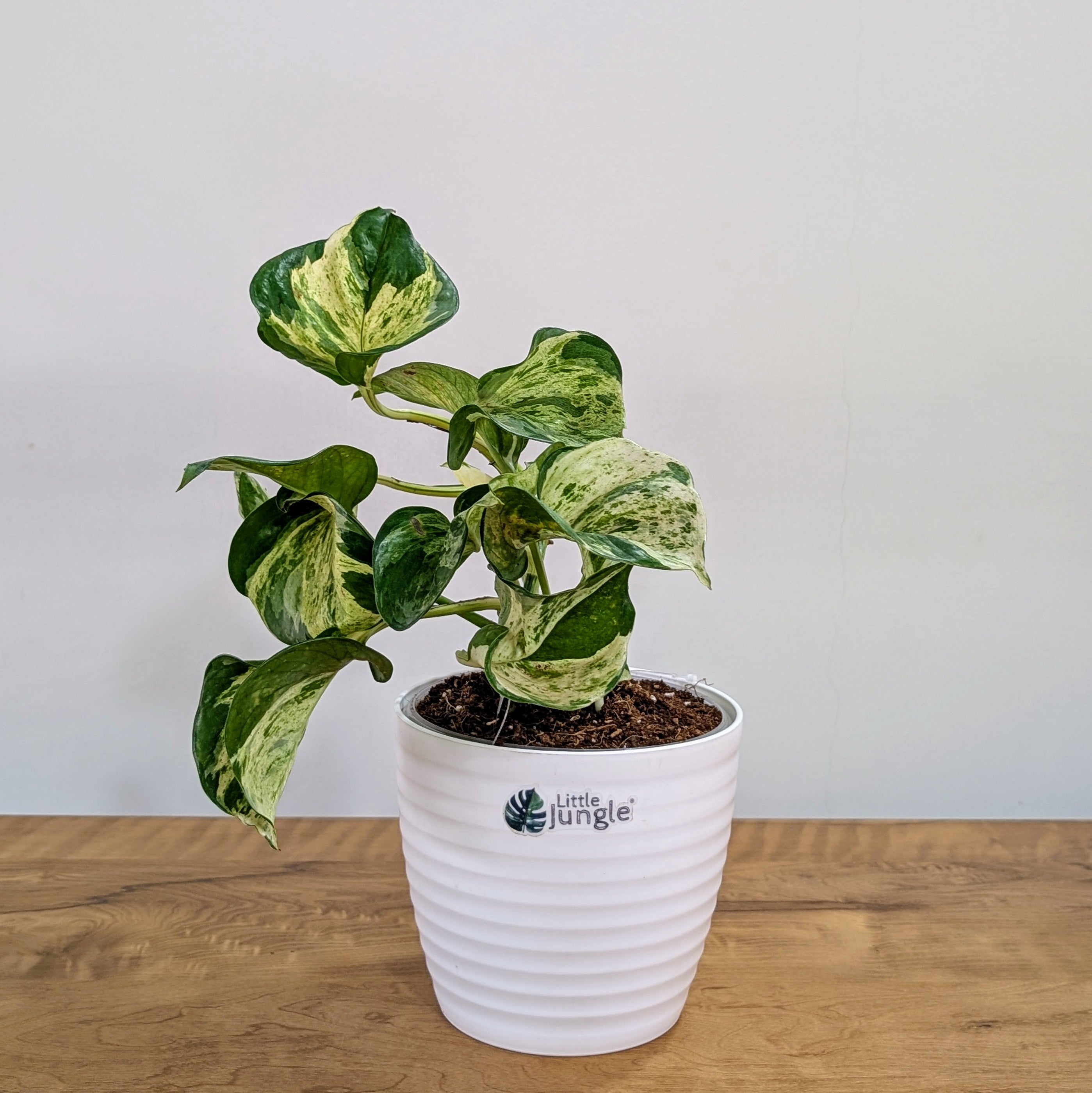 Manjula Pothos, with 5.5 inches white decor plant