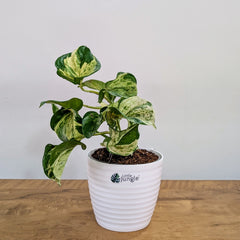 Njoy + Neon + Manjula + Marble Pothos, with 5.5 inches white decor pot