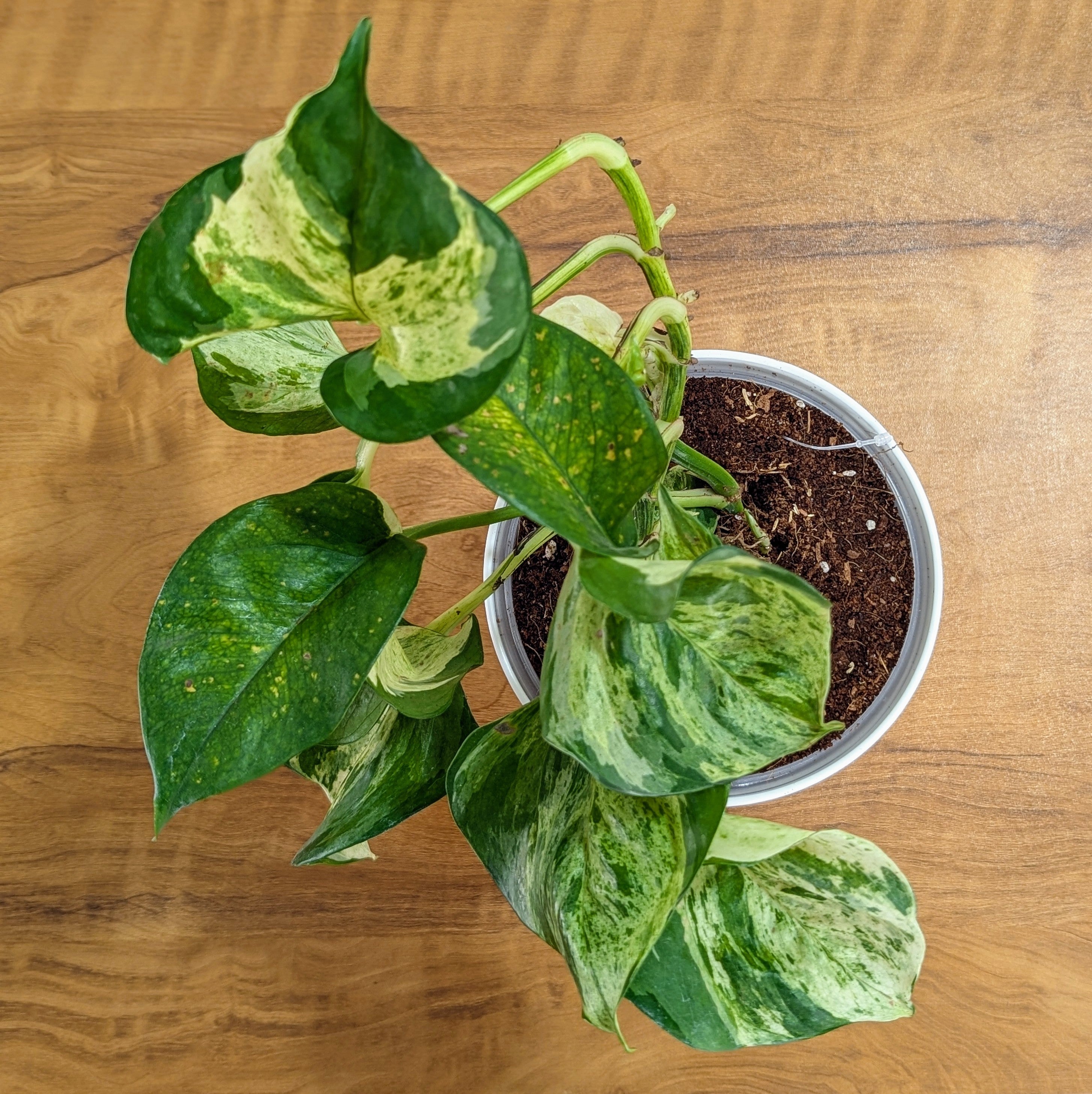 Manjula Pothos, with 5.5 inches white decor plant