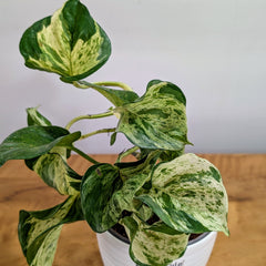 Manjula Pothos, with 5.5 inches white decor plant
