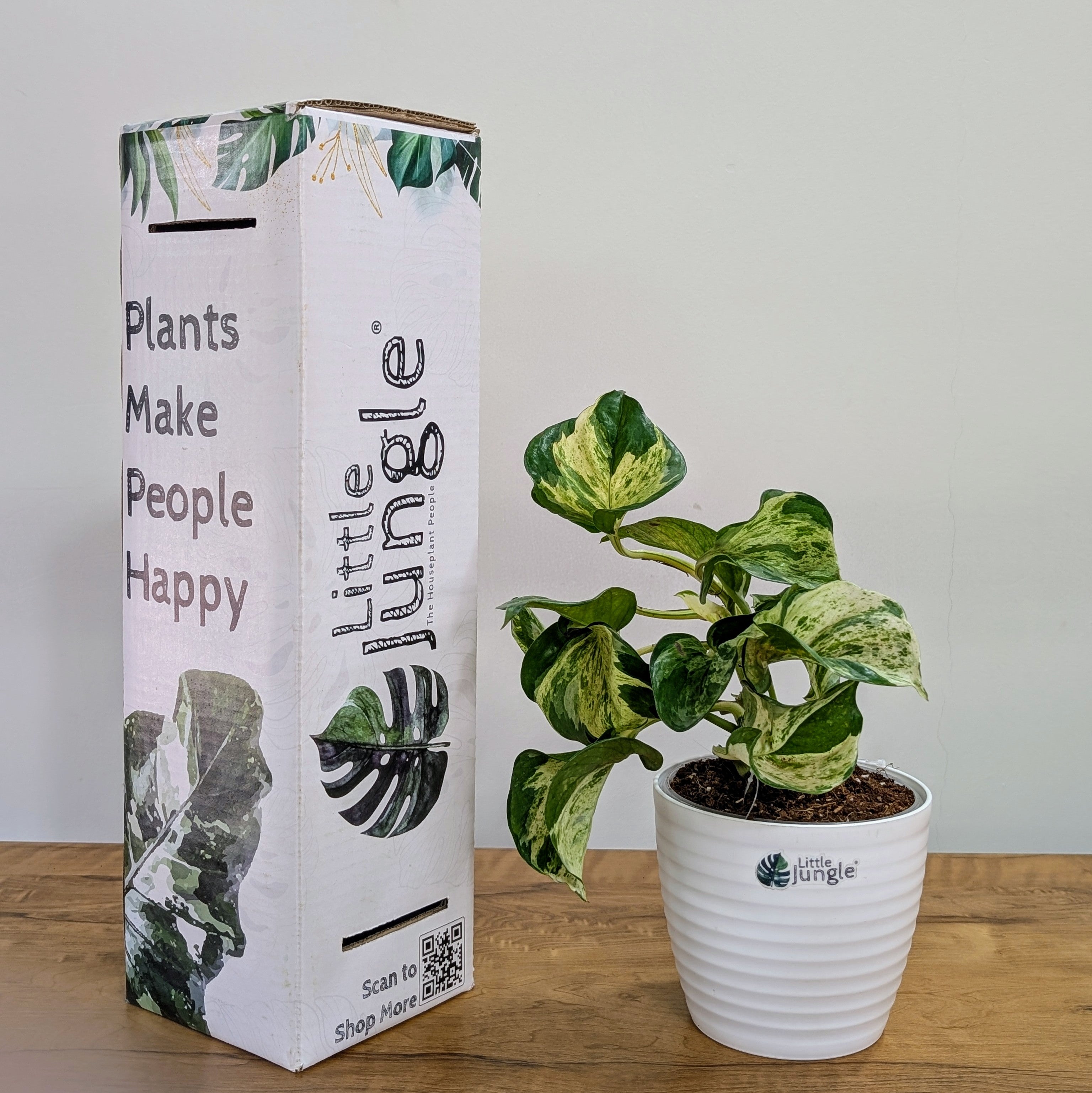 Manjula Pothos, with 5.5 inches white decor plant