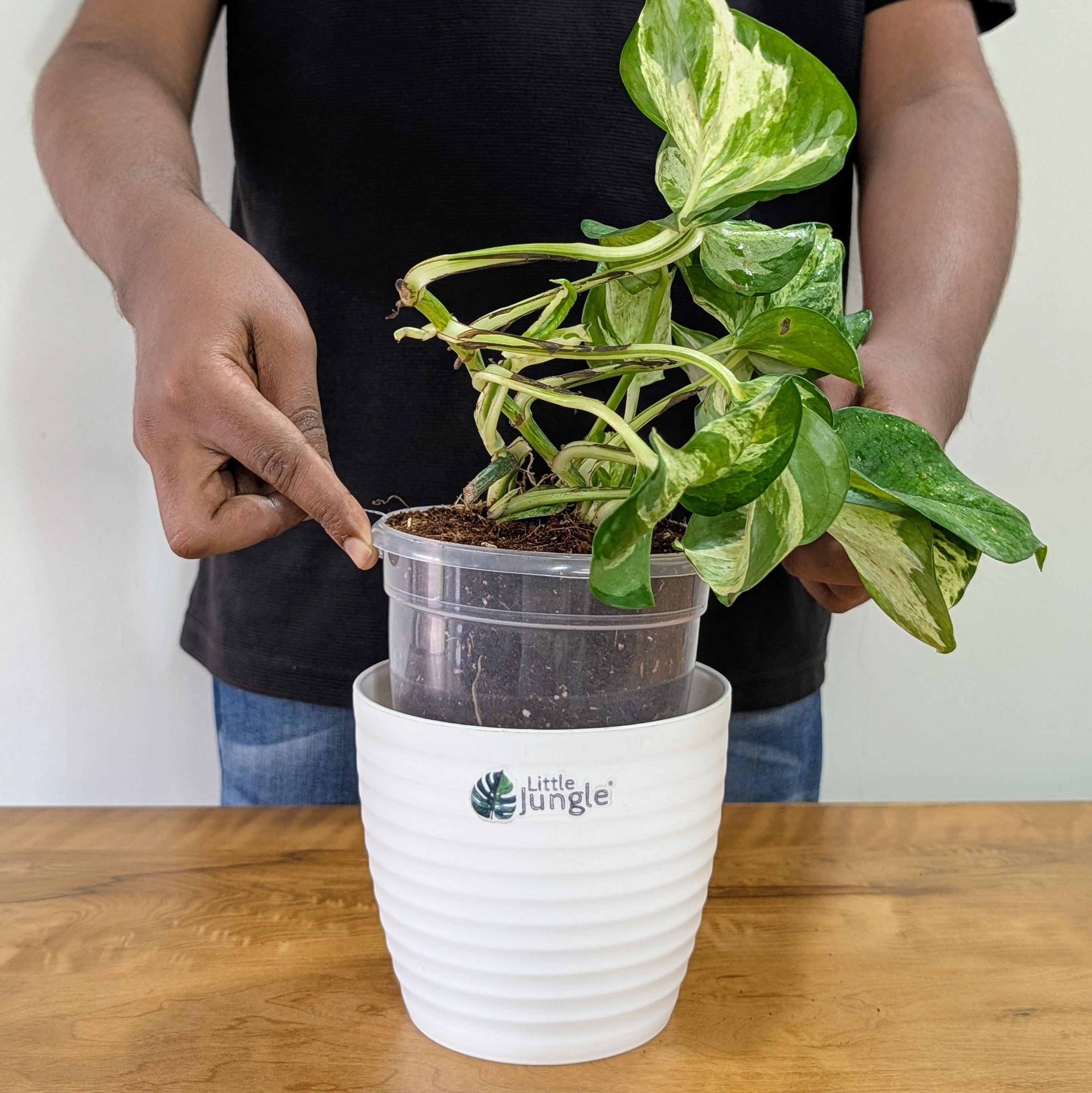 Manjula Pothos, with 5.5 inches white decor plant