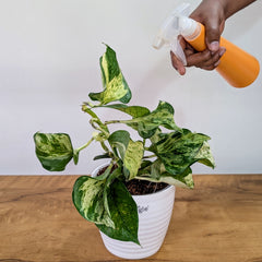 Manjula + Marble Pothos, with 5.5 inches white decor