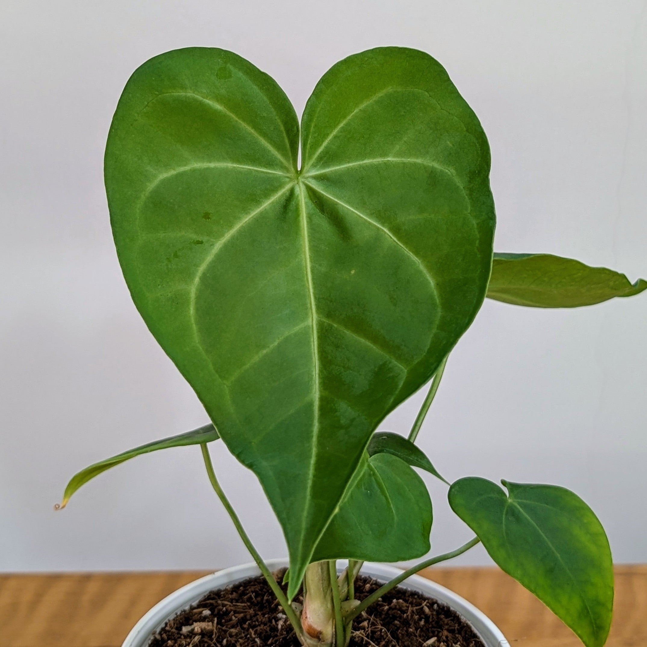 Anthurium Sweet Love, with 5.5 inches white decor pot