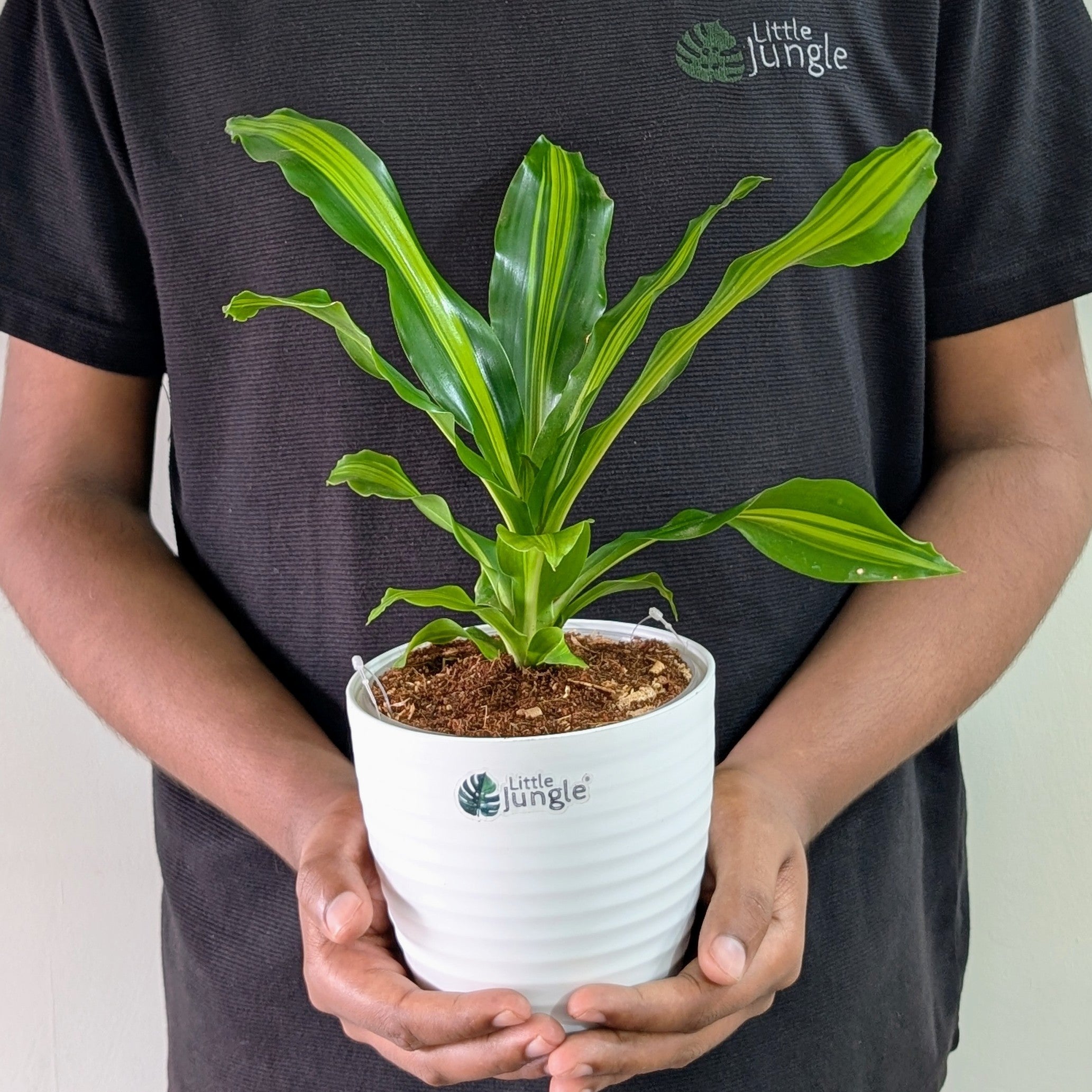 Dracaena dara singh, with 5.5 inches white decor pot