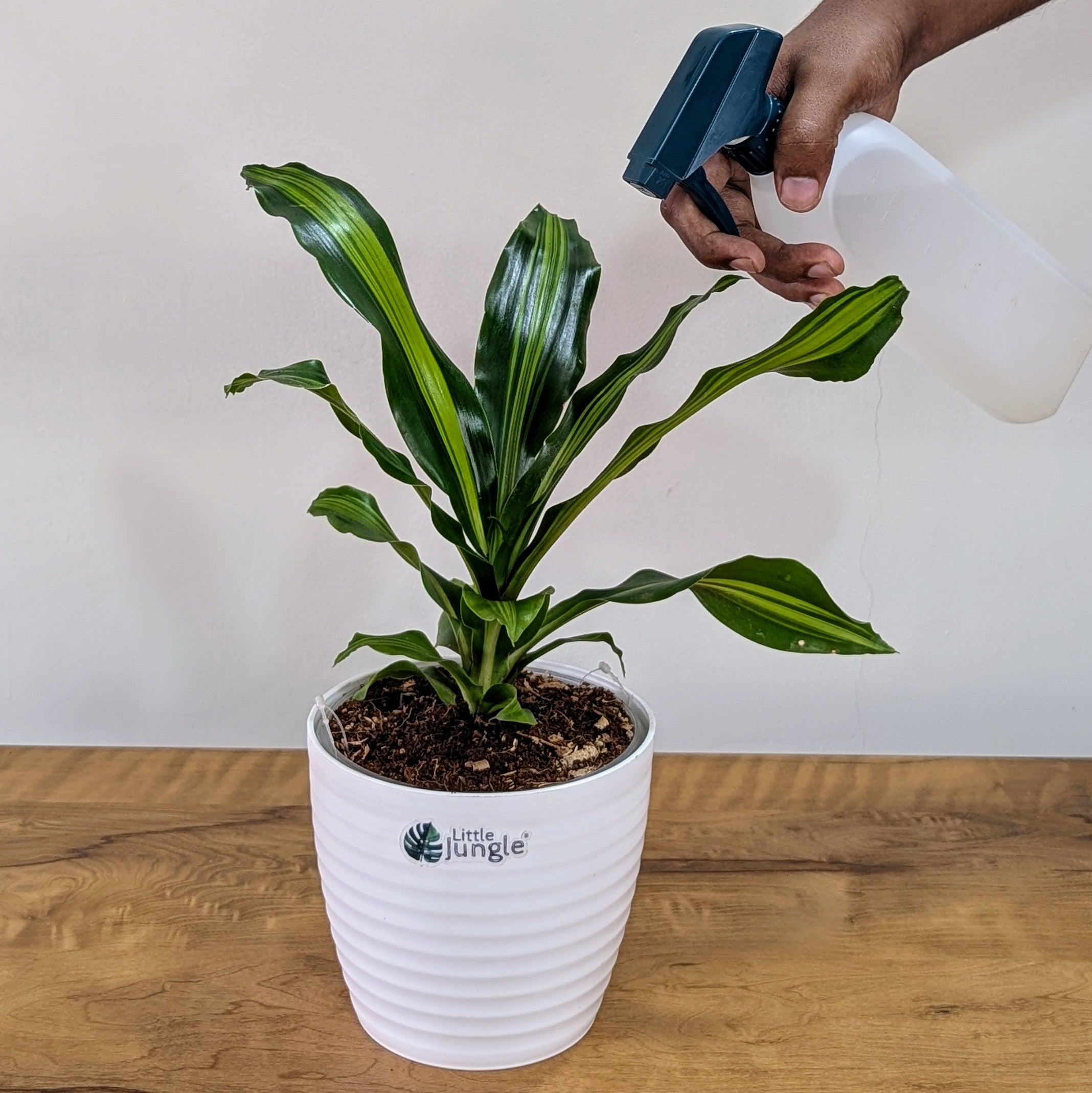 Dracaena dara singh, with 5.5 inches white decor pot