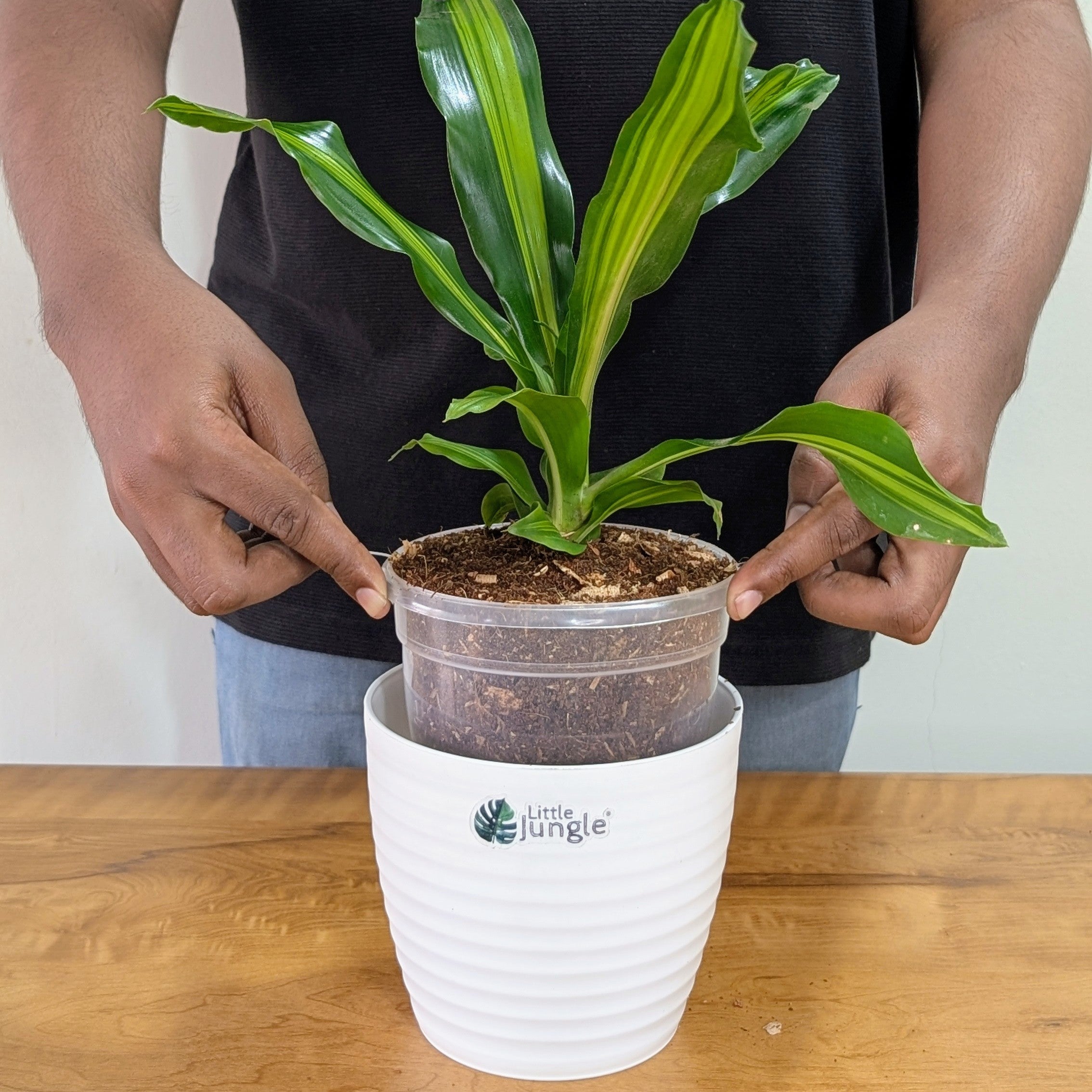 Dracaena dara singh, with 5.5 inches white decor pot