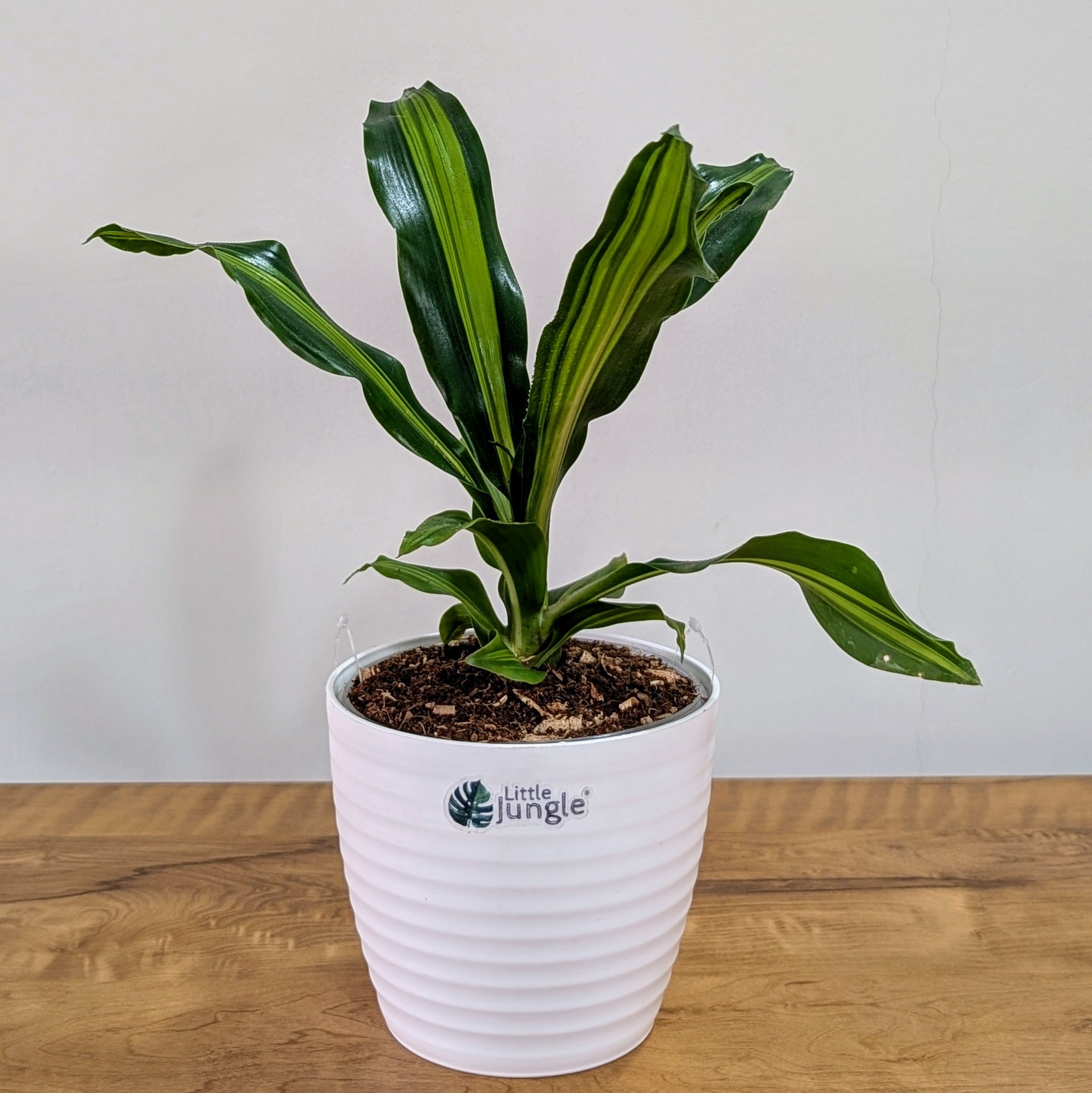 Dracaena dara singh, with 5.5 inches white decor pot
