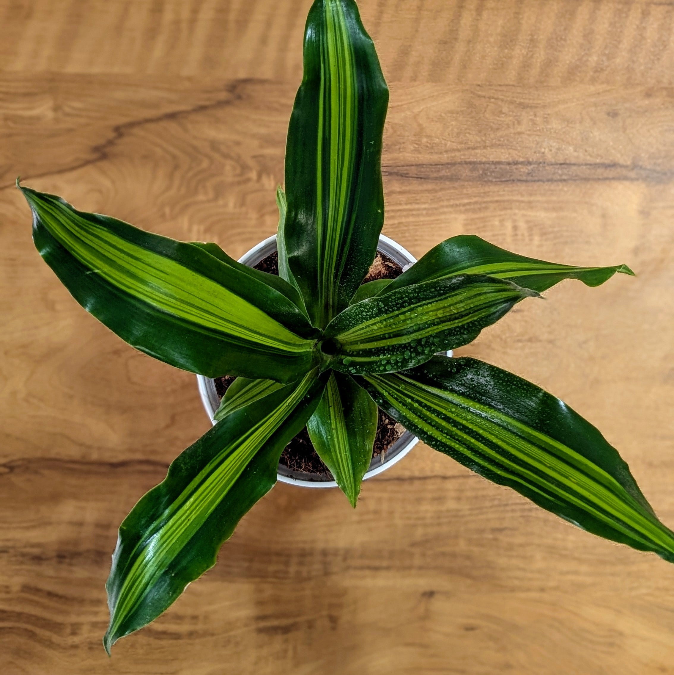 Dracaena dara singh, with 5.5 inches white decor pot