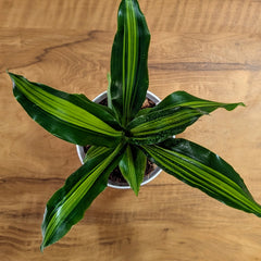 Dracaena dara singh, with 5.5 inches white decor pot