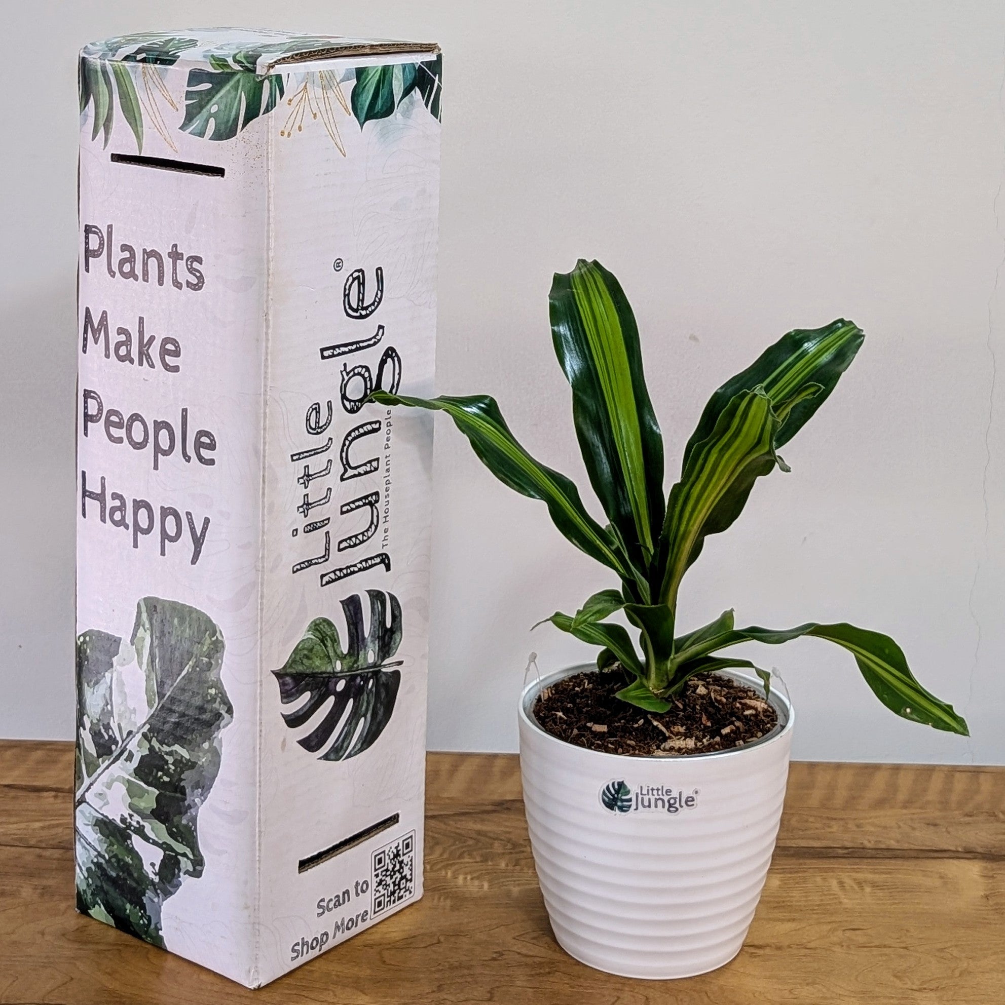 Dracaena dara singh, with 5.5 inches white decor pot
