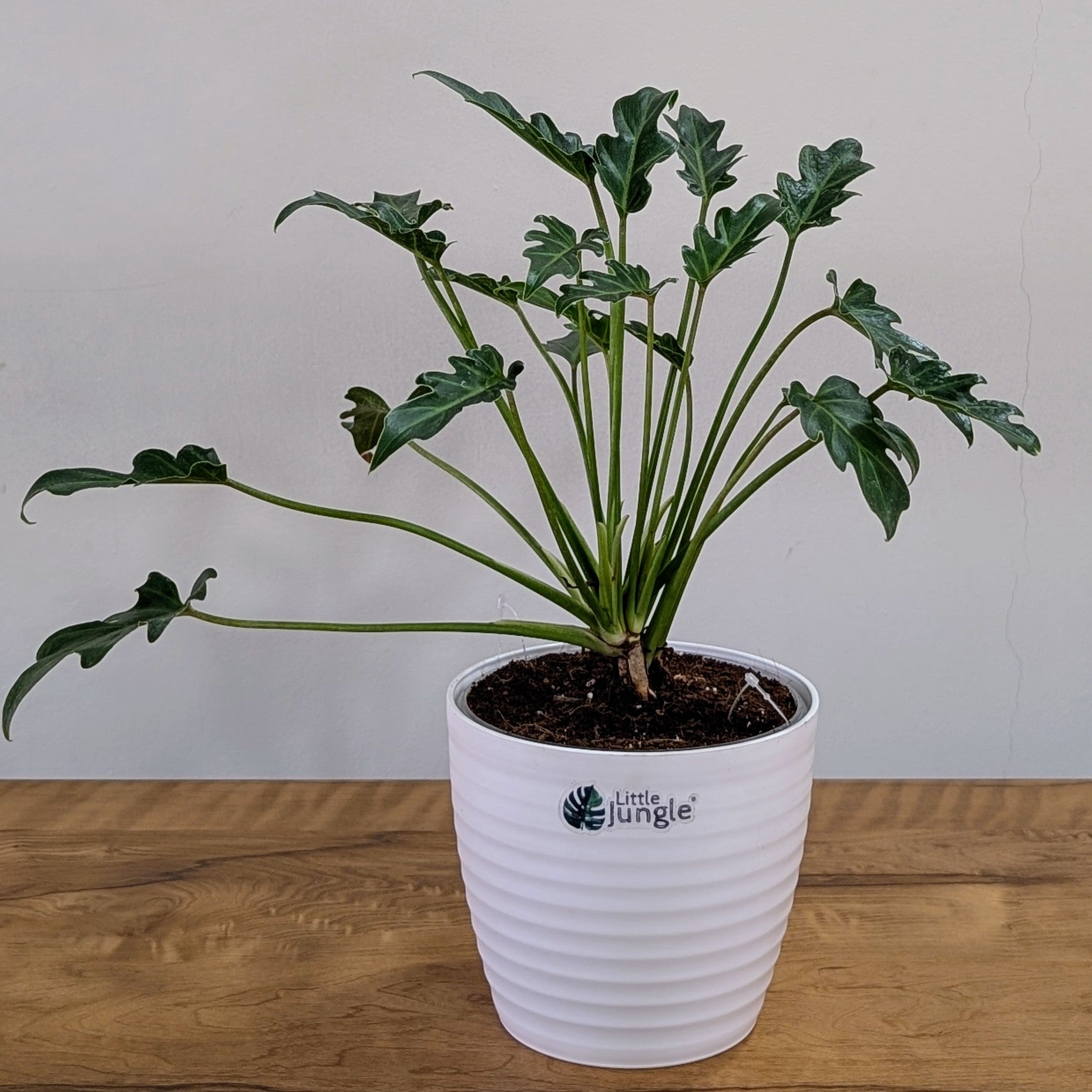 Philodendron Xanadu, with 5.5 inches white decor plant