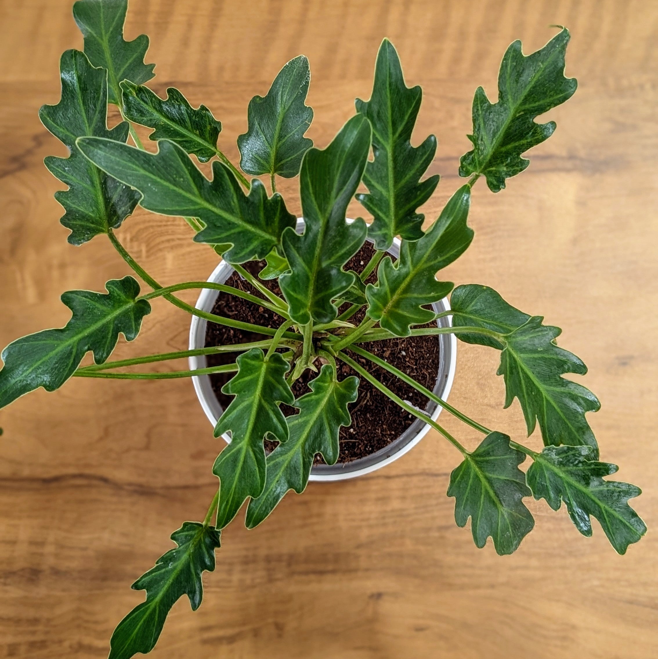 Philodendron Xanadu, with 5.5 inches white decor plant