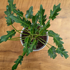 Philodendron Xanadu, with 5.5 inches white decor plant