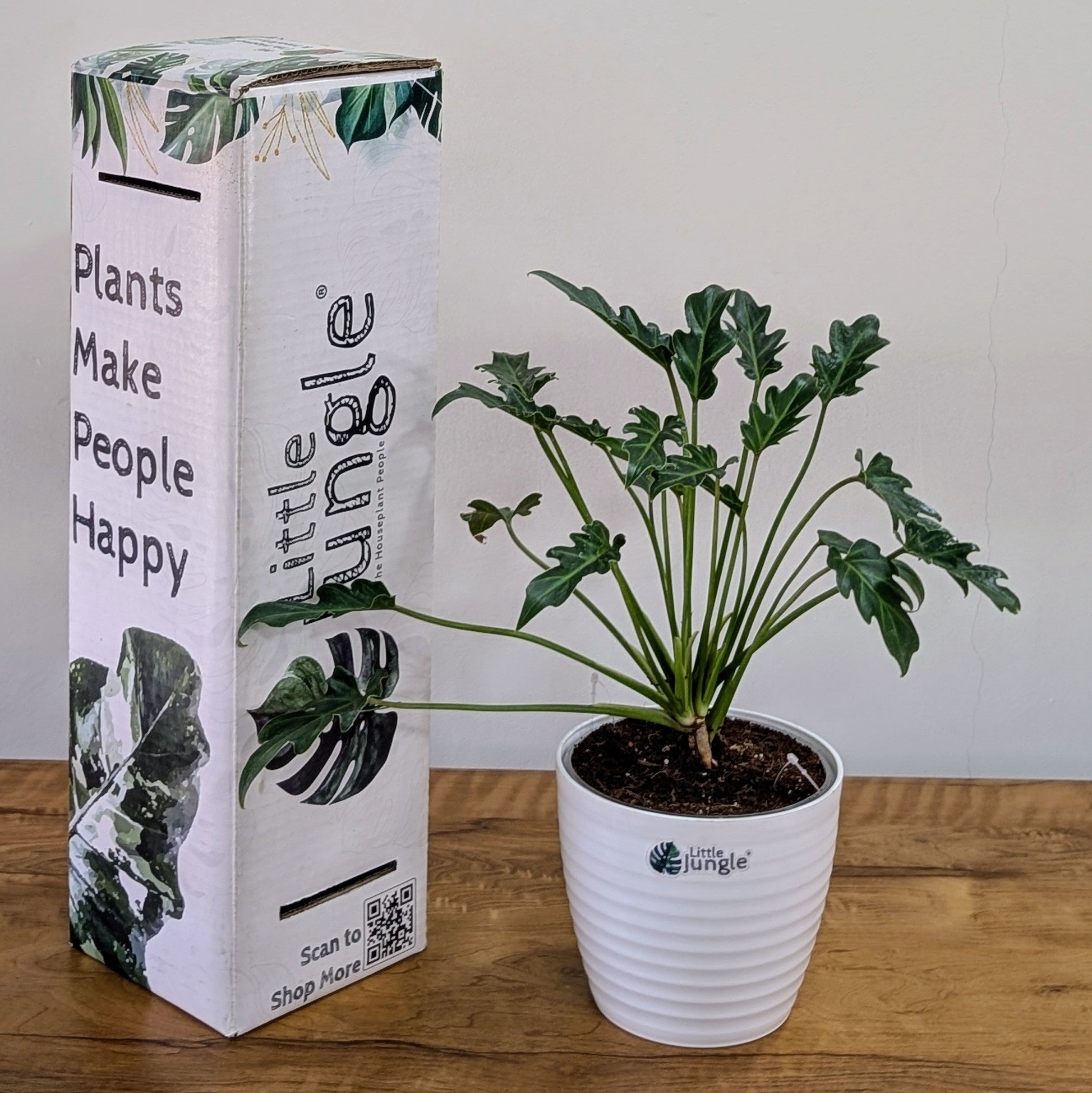 Philodendron Xanadu, with 5.5 inches white decor plant