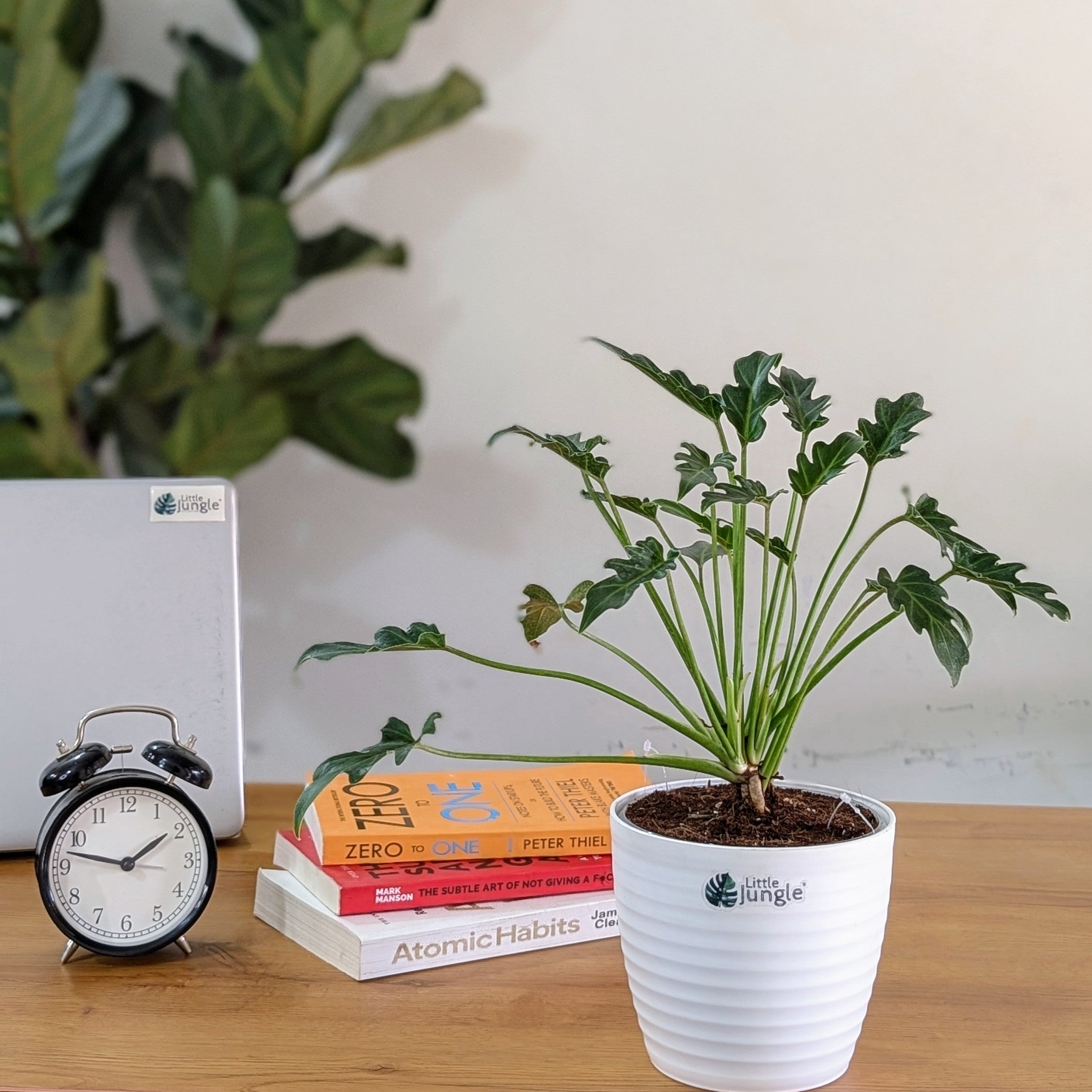 Philodendron Xanadu, with 5.5 inches white decor plant