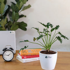 Philodendron Xanadu, with 5.5 inches white decor plant